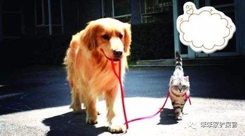 猫咪喜欢来回跑酷,猫咪喜欢咬人和跑酷怎么办