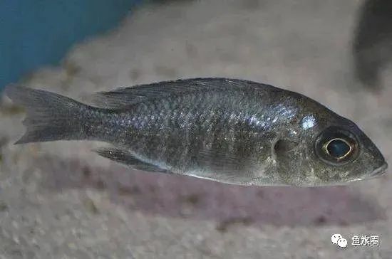 三湖慈鲷马鲷孔雀珍珠系能长多大,三湖慈鲷之孔雀