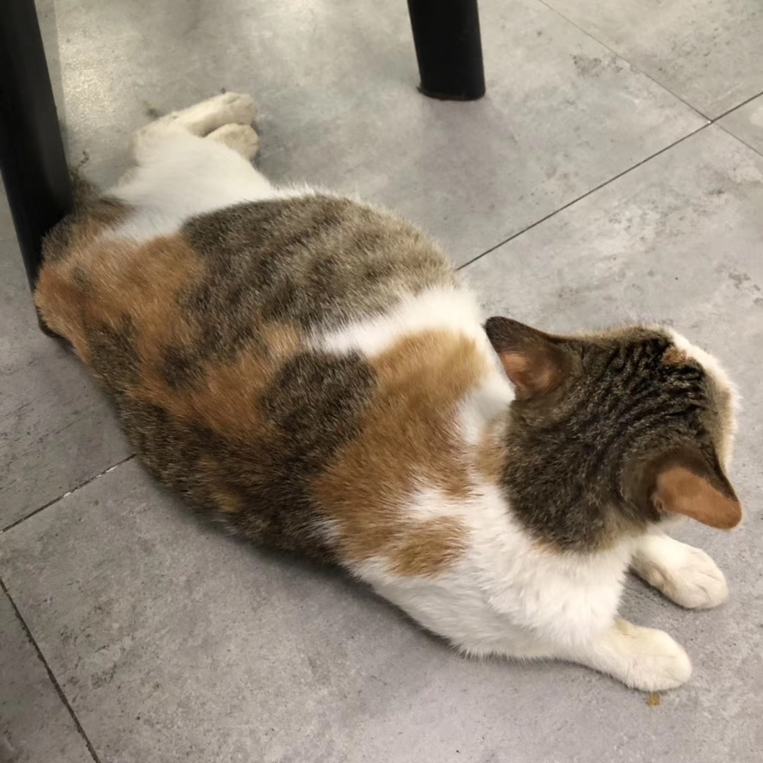 猫咪没做绝育手术怀孕难产怎么办？能提前预防难产吗？