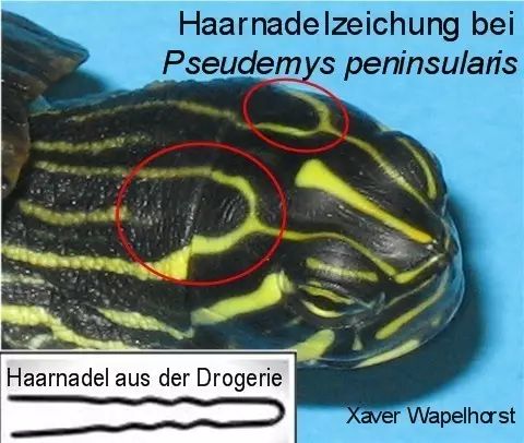 我是谁韩国版人物图片,我是谁日本原版