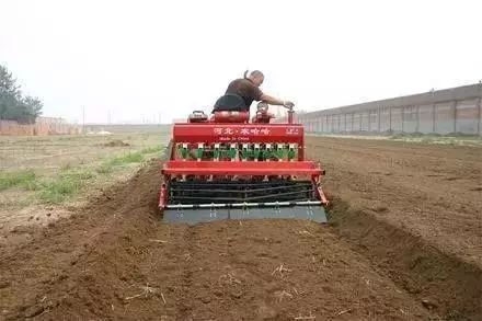 小麦发黄死苗烂根是被什么虫咬,小麦种早了死苗怎么办