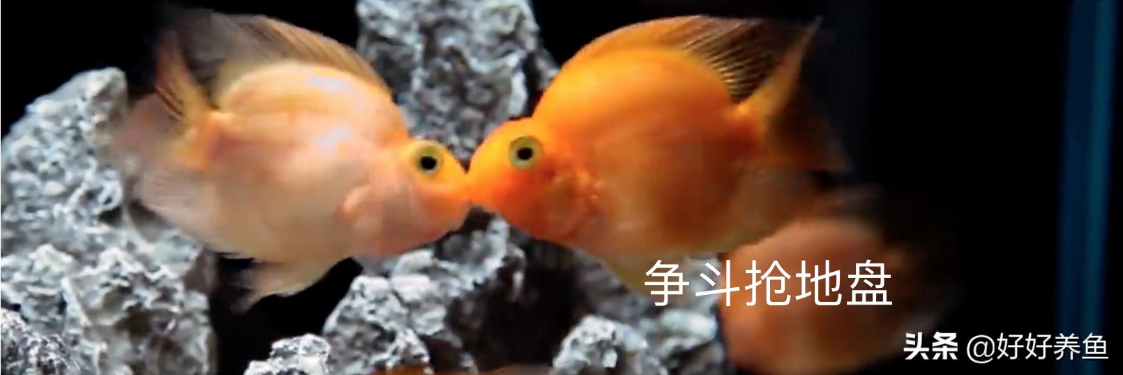 如何治疗鱼病不入坑,怎么治疗鱼病