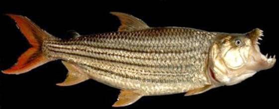 极具攻击性的观赏鱼有哪些,常见的攻击性强的观赏鱼