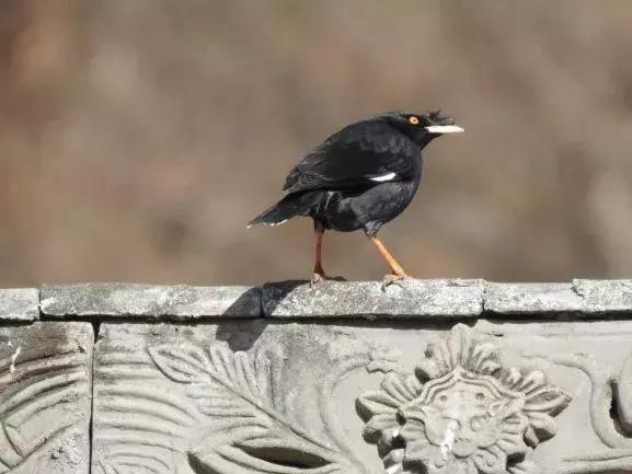 北方常见鸟类大全图片及名称,南大常见的鸟类有哪些