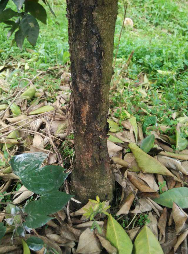 柚子的病有哪些,柚子树脂病