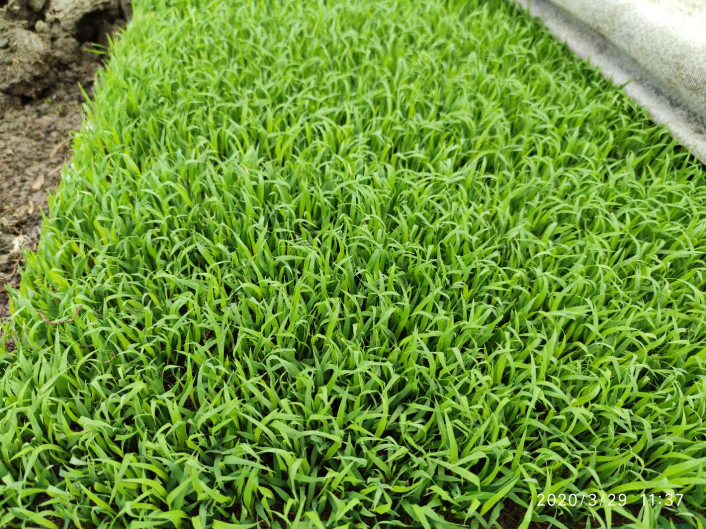 水稻秧苗赤枯病图片,低温寡照对果树的影响