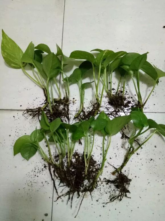 发财树和绿萝哪个好养活,发财树春天掉叶子挽救方法