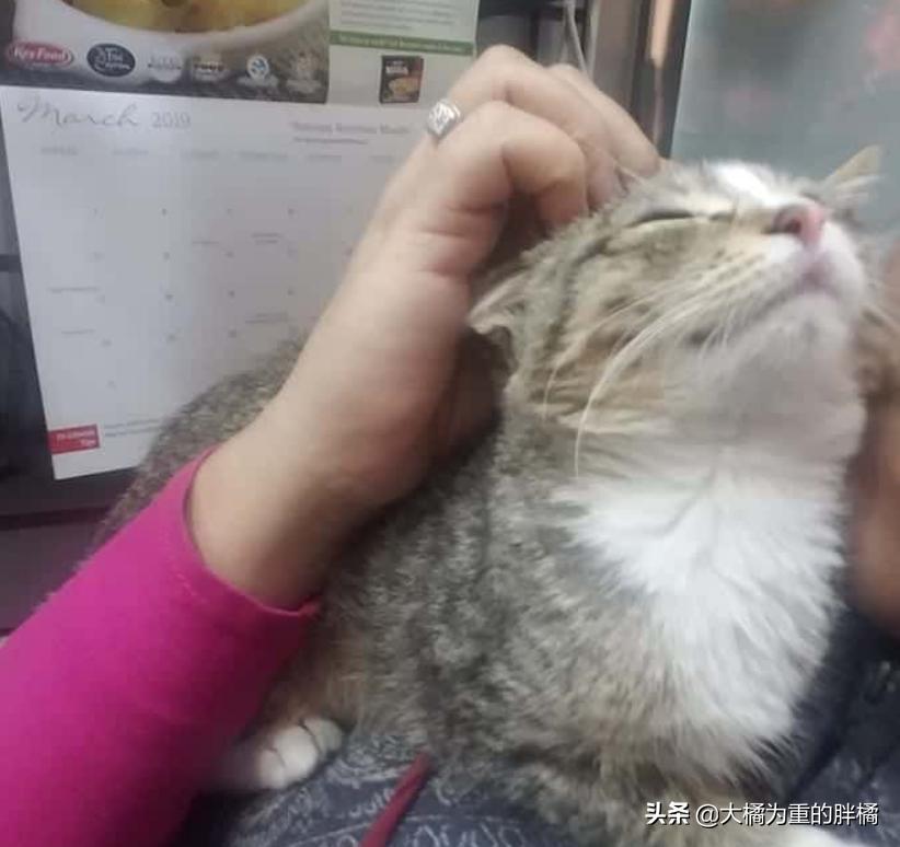 小伙将超市小猫偷偷抱走，却让自闭男孩失去唯一朋友，他也很爱猫