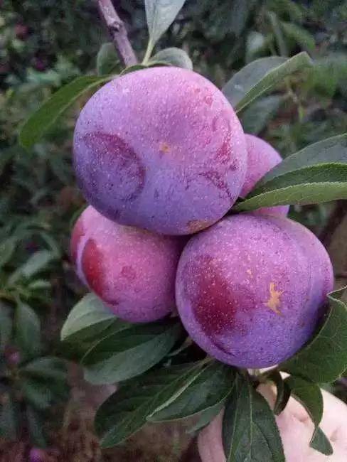 黑巨王李种植密度,黑李子怎么种植高产