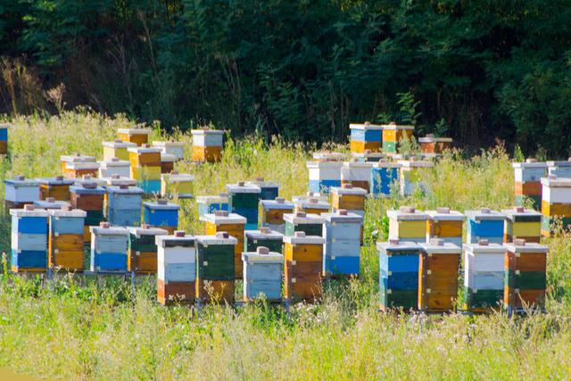 繁殖期蜜蜂蜇人的防治方法,蜜蜂太凶一靠近就蜇人的解决方法