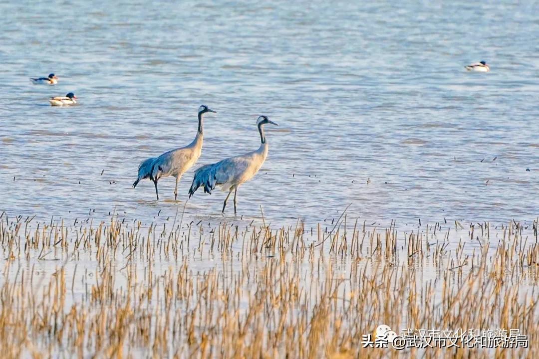 蔡甸区游玩,蔡甸在哪里