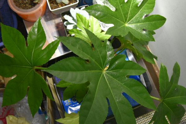 八角金盘有毒吗视频,八角金盘有毒吗可以在室内养吗