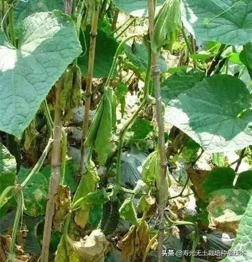 蔬菜盆栽烂根怎么办,蔬菜烂根枯萎的最佳治疗方法