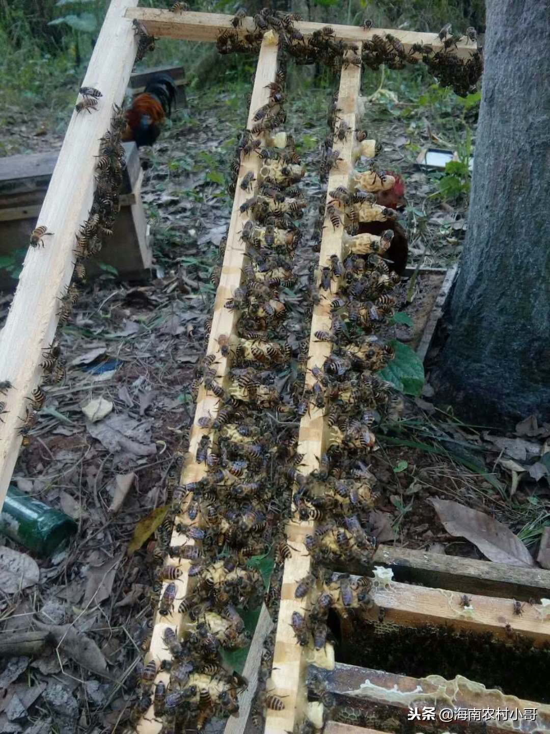 蜜蜂失王后没有幼虫,蜜蜂认巢与失蜂王区别