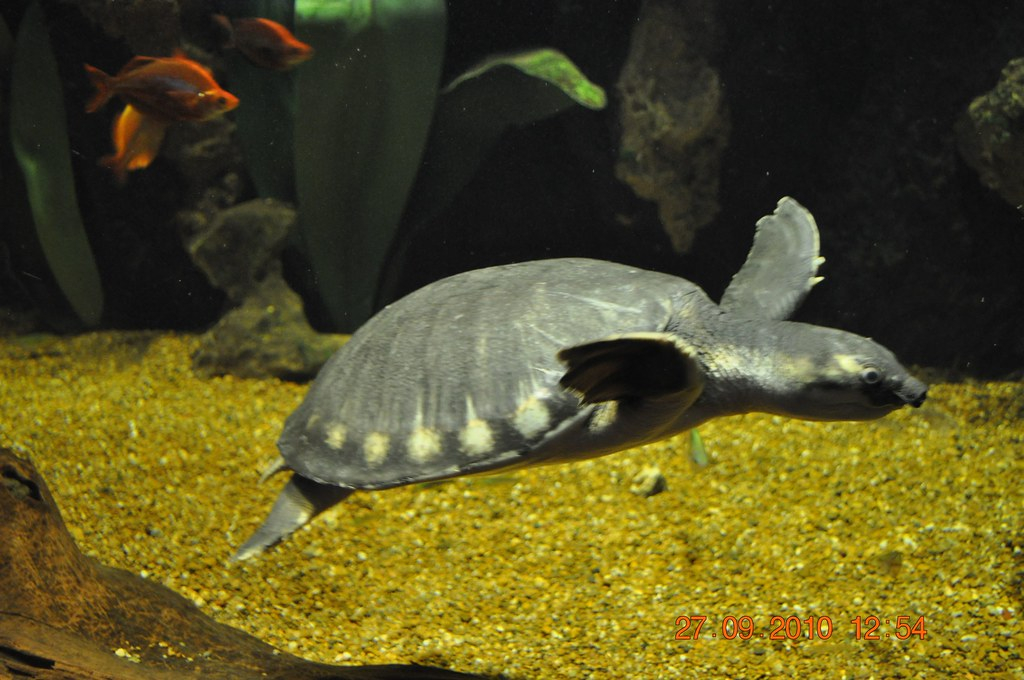 淡水河一霸!什么才算猪鼻龟的完美生活?