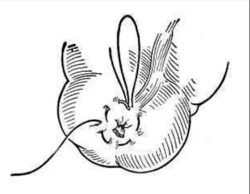 狗直肠脱出后宠物主人别慌，用这个办法处理后，带狗狗去医院治疗