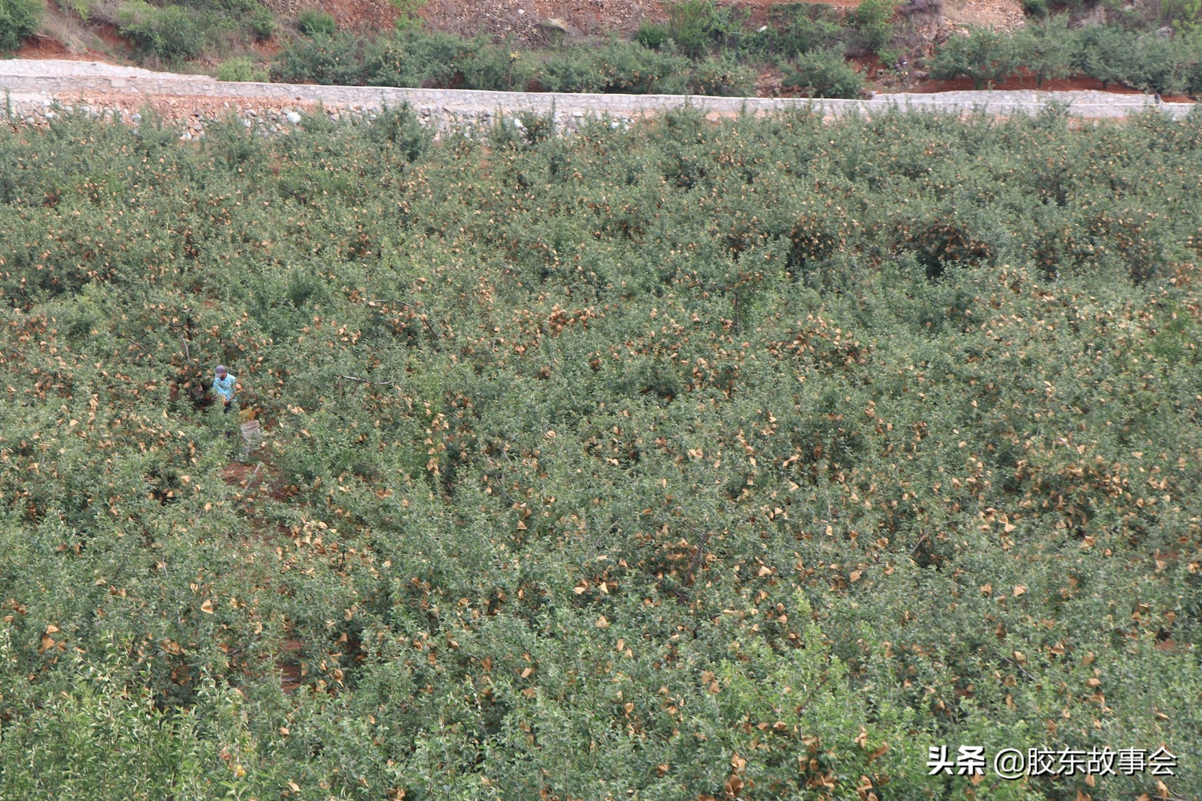 烟台栖霞苹果姑娘,听乡村95岁老奶奶讲过去故事