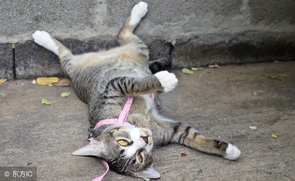 折耳狸花价格,外国一般狸猫花多少钱可以买到