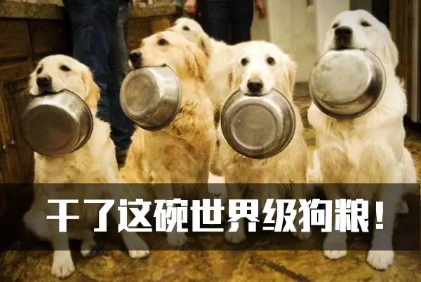 奥运会狗粮,东京运动会狗粮瞬间