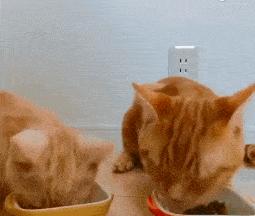 这么可爱的猫咪居然有脚臭,猫咪放屁好臭为什么