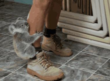 为什么澳大利亚被叫做土澳,为什么澳大利亚被称为土澳