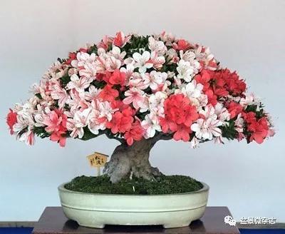 盆中景自然景观,盆中景