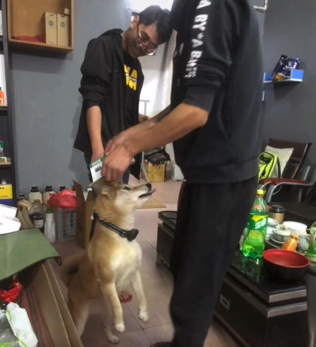 粘鼠板粘到狗身上怎么办,粘鼠胶粘到狗