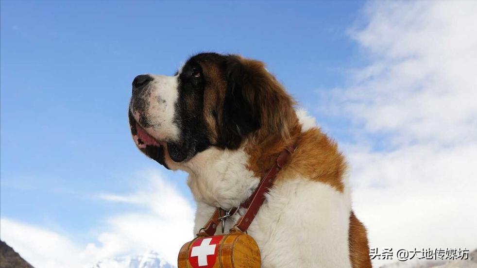 关于宠物殡葬的市场痛点,国内宠物殡葬行业真实现状