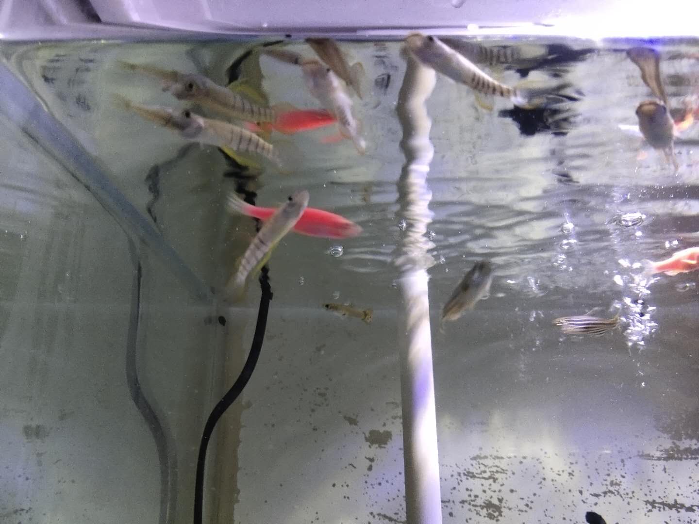 锦鲤观赏鱼到家新鱼烂身怎么治疗,买的观赏鱼到了怎么处理