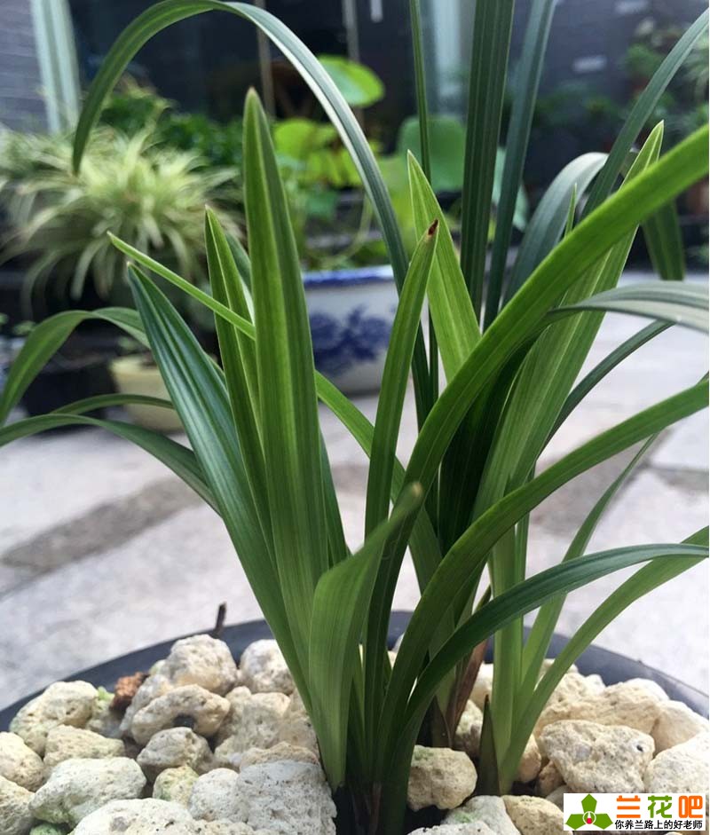 兰花7月份管理,进入5月底兰花的正确养护方法