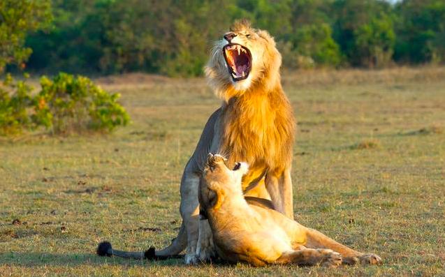 哺乳动物生命系统结构层次,为什么哺乳动物是卵生