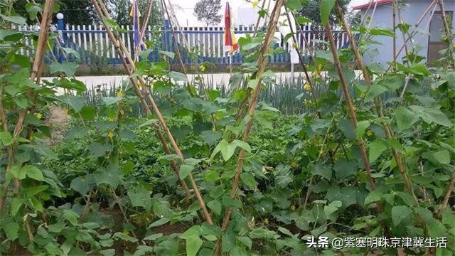 海边可以赶海吃住玩一体的农家院,秦皇岛黄金海岸牧海农家院