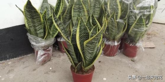 捡来的塑料盆能不能养花,平时买菜回来的塑料袋舍不得扔的