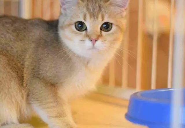 蓝猫也有蓝白色,英短蓝猫明明是灰色的为啥叫蓝色