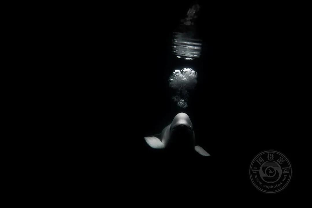 2022索尼世界摄影大赛自然类 (索尼世界摄影大赛自然组作品精选)