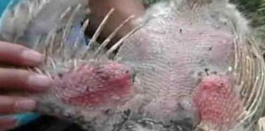 鸡虱怎么根除最快,鸡羽虱最好治疗方法