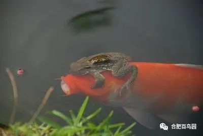 祝大家初五迎财神迎幸福,祝家人和朋友们初五迎财神