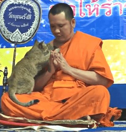 猫咪钻进男生怀里,猫咪钻进主人怀里撒娇