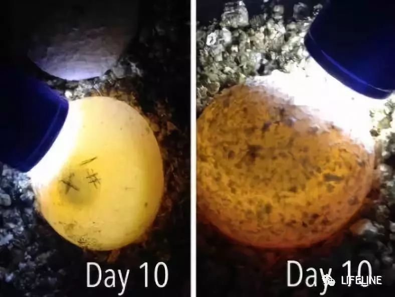 红腿陆龟如何家庭散养,广东红腿陆龟养殖方法