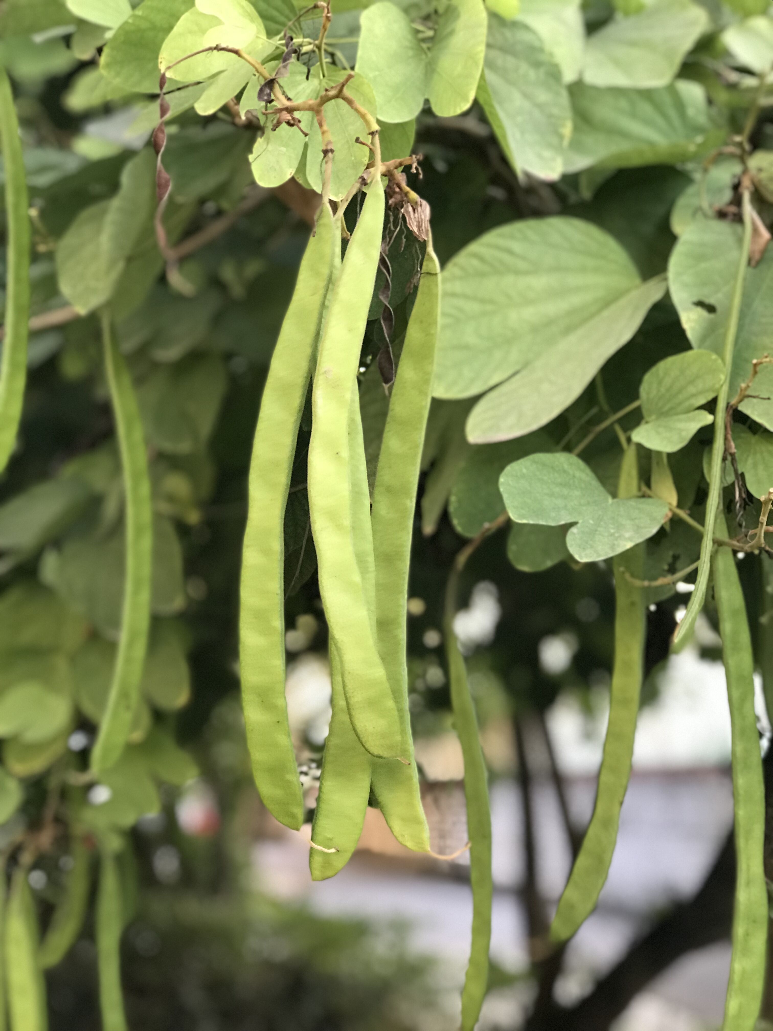 又见东兴,故地重游口岸都关闭了,不同时间不同伙伴不同心情