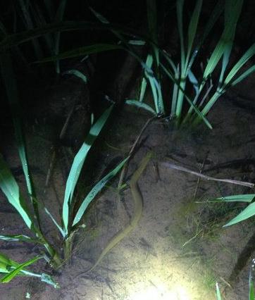 抓黄鳝小知识,农村娃抓黄鳝视频