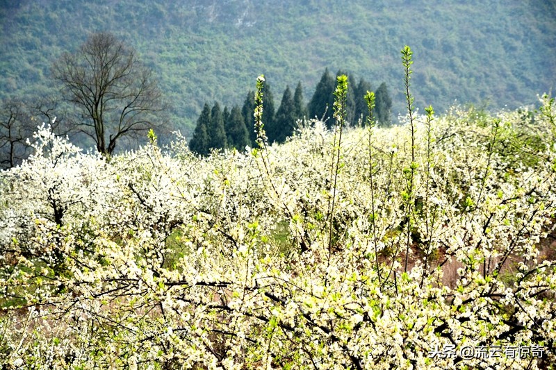 孙中山先生为其《传》亲笔题写序文的他，原来长眠于此