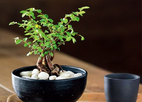 小叶榔榆盆景叶子黄了怎么办,榔榆盆景树桩光掉叶子怎么回事