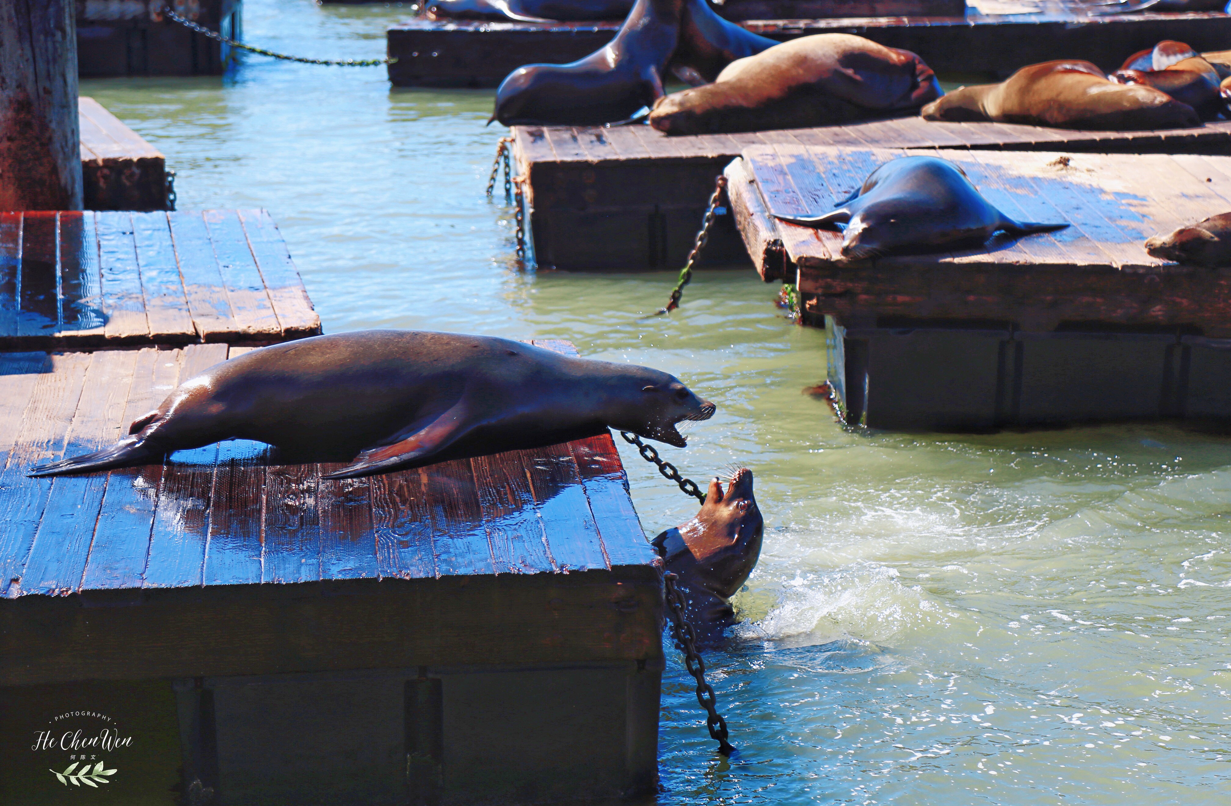 旧金山湾著名观光景点,旧金山渔人码头主要景点