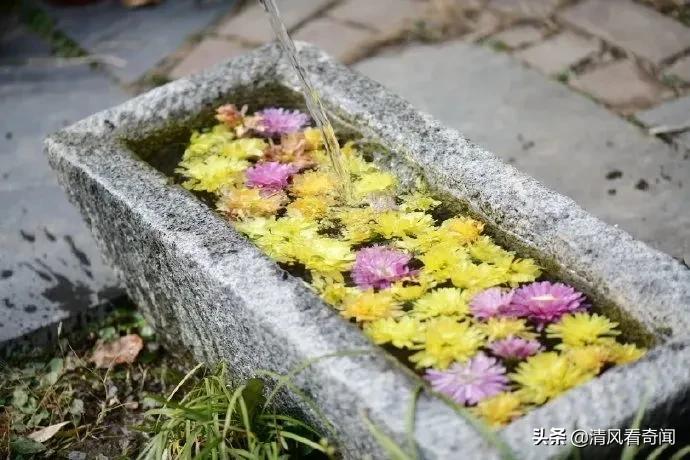 冻冰花美篇,冻冰花的美篇