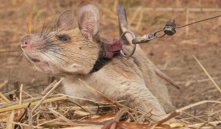 海南一男子钓鱼,海口男子钓鱼钓出两枚手榴弹