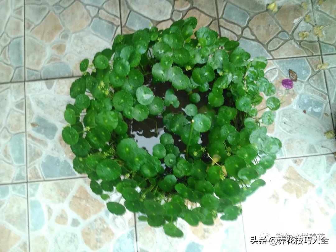 绿萝铜钱草家庭养殖,绿萝发财树黄叶子怎么办呢