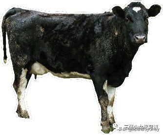 可瑞康原装进口奶粉,可瑞康奶粉澳洲价格