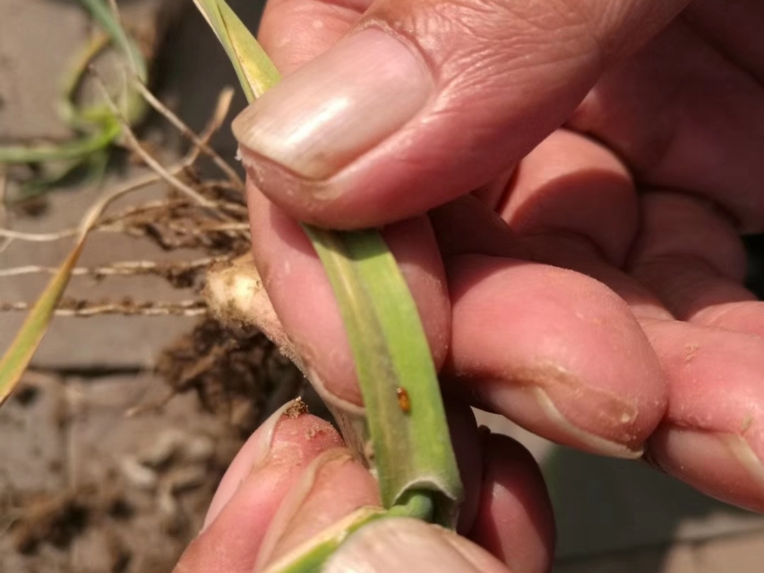 大蒜种植后可杀死菌虫吗,大蒜出现小黄虫怎么治