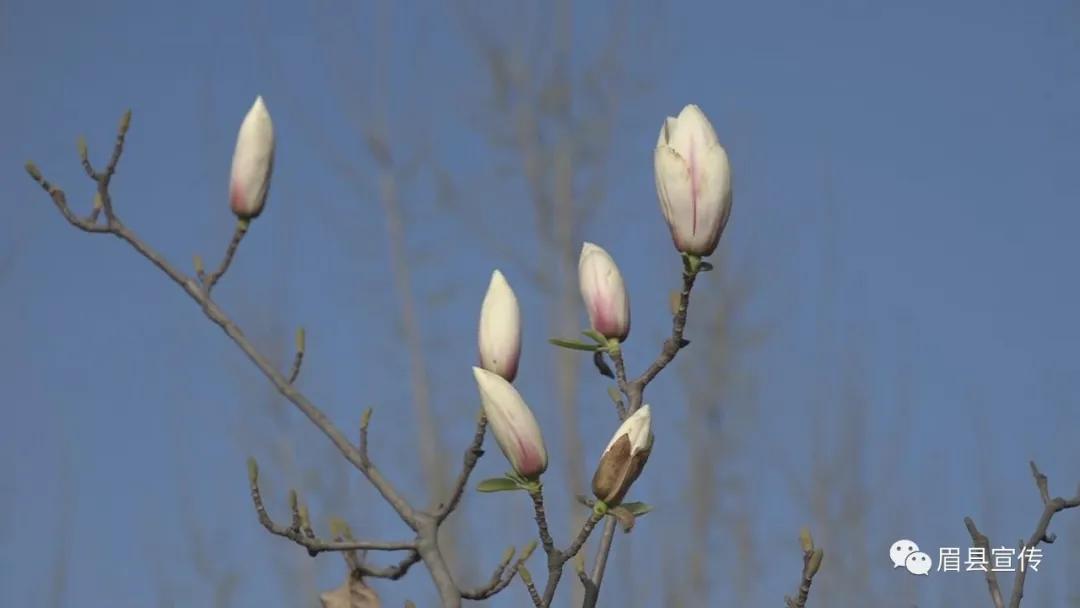 眉县花开的地方,眉县槐芽镇踏青赏花